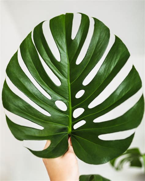 monstera plant 中文